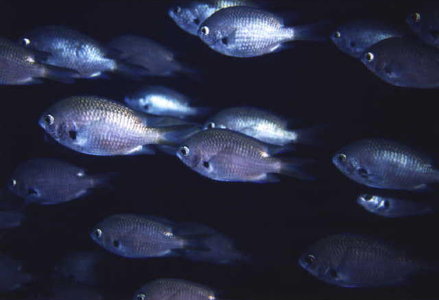 Chromis notata